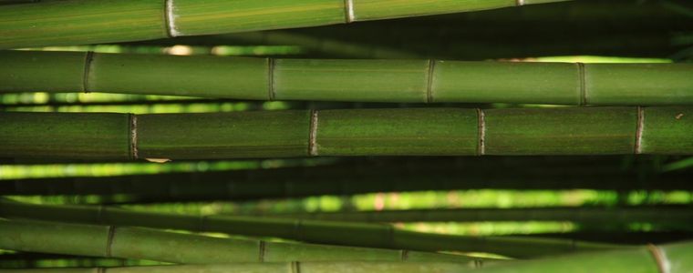 bamboo